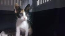 Encontrada